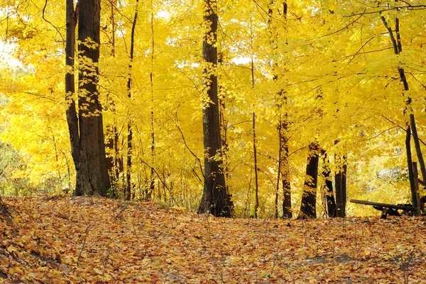 Trail through yellow autumn trees — Stock Photo, Image
