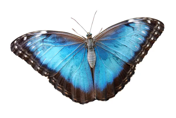 Menelaos motyl na białym tle niebieski morpho — Zdjęcie stockowe