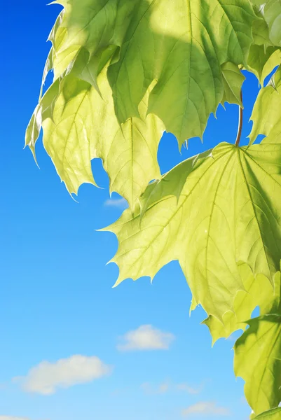 Backlite maple leaves — Stock Photo, Image