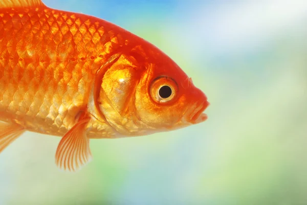 Närbild av en guld fisk som simmar — Stockfoto