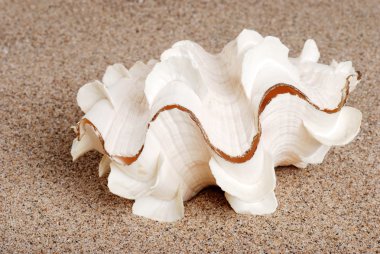 tatlı deniz kabuğu kuma