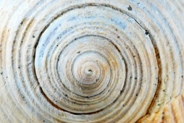 Closeup Seashell clipart