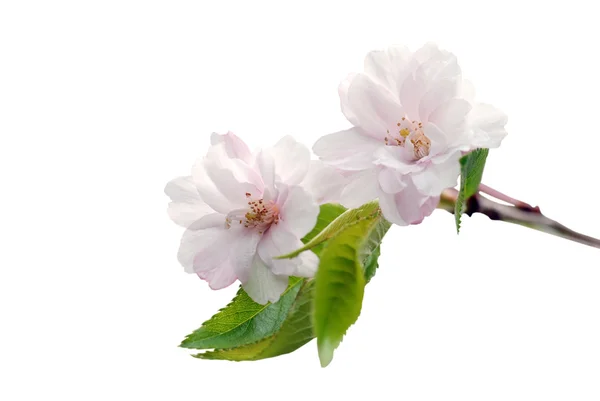 Cseresznyefa virágzik — Stock Fotó
