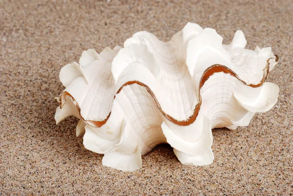 Крупный план морской раковины в песке — стоковое фото