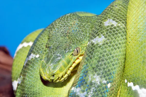 Zwinięty wąż zielony boa — Zdjęcie stockowe