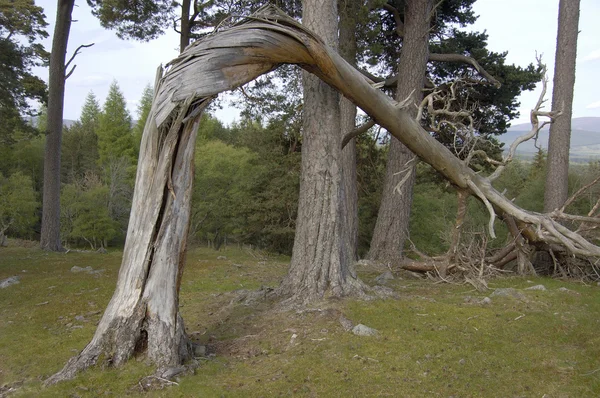 Albero di pino ritorto — Foto Stock