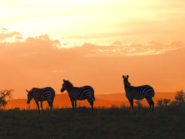 Zebras pastando ao pôr do sol — Fotografia de Stock