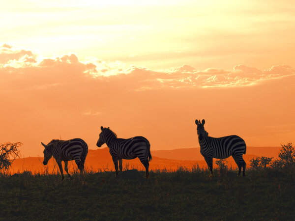 Three zebras grazing at colorful African sundown