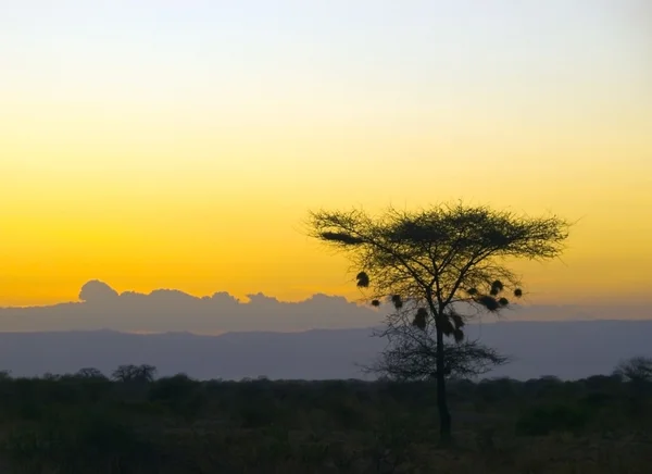 Afrikansk landskap – stockfoto