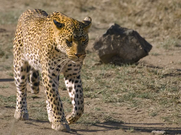 Leopardo che cammina Immagini Stock Royalty Free