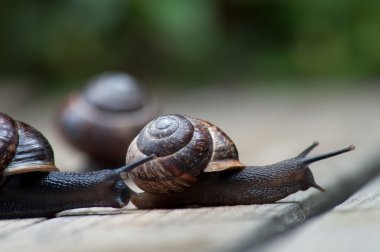 Snail race clipart