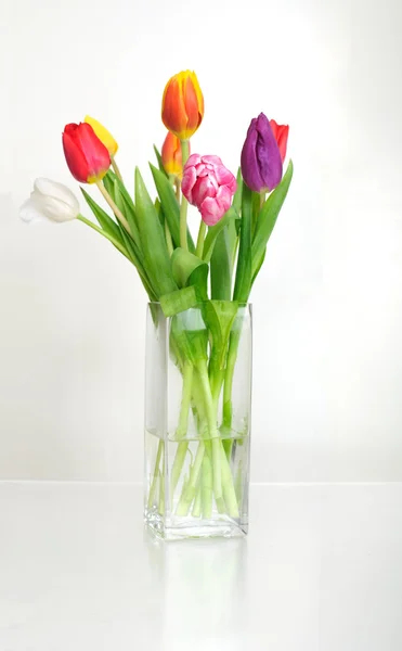 stock image Tulips