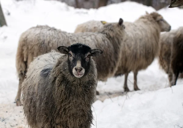 stock image Warm sheep in the winter cold.