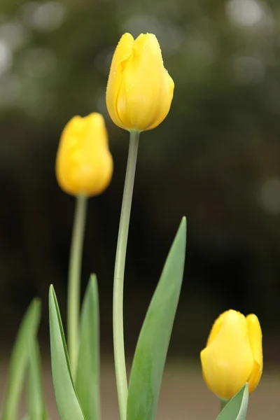 Tulipán amarillo en el parque — Foto de Stock
