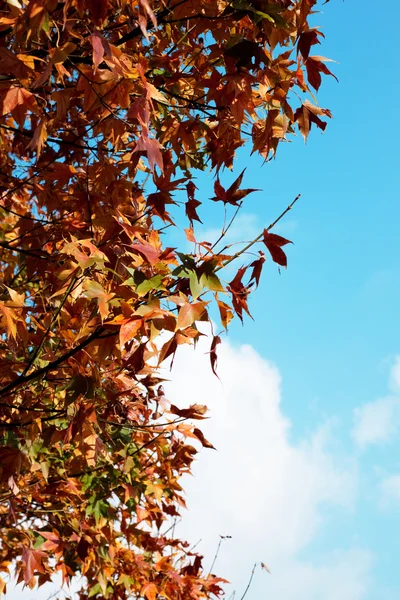 Autumn Maple look towards the sun — Stock Photo, Image