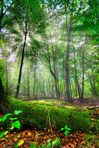 Bosque encantado — Foto de Stock