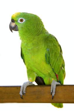 Amazon parrot clipart