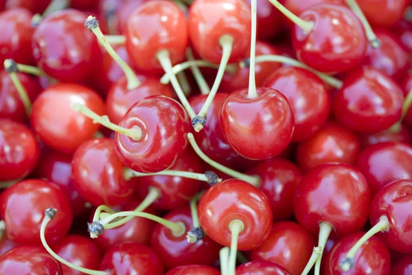 Tart cherries — Stock Photo, Image