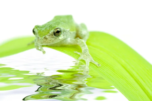 Żaba na liściu — Zdjęcie stockowe