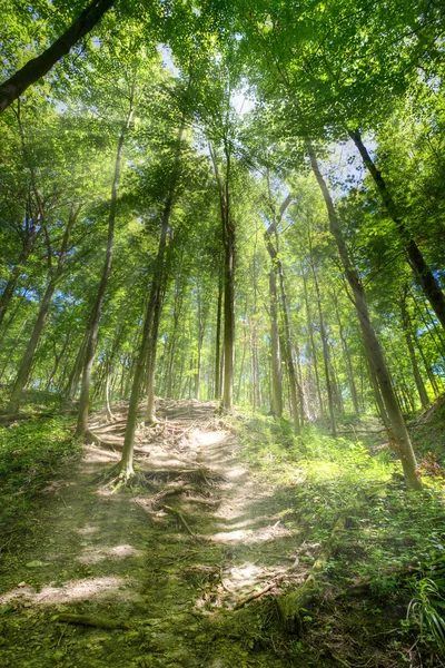 Trail in the forest — Stock Photo, Image