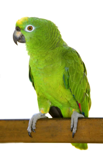 Papagaio da Amazónia — Fotografia de Stock