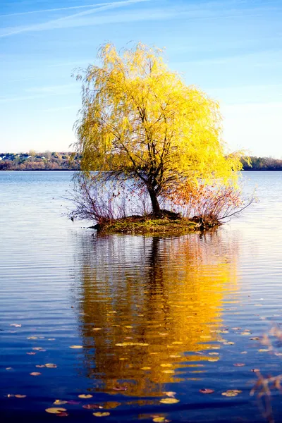 Одинокое дерево осенью — стоковое фото