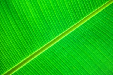 Green leaf detail clipart