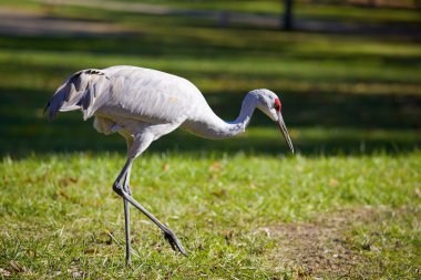 Sandhill Crane clipart