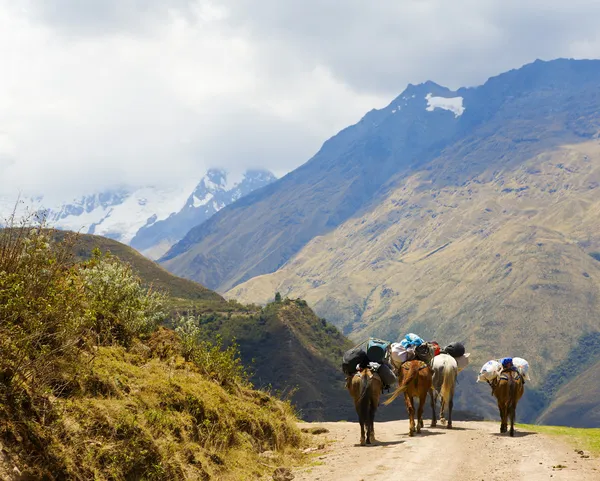 On the road in Andes — Stock Photo, Image