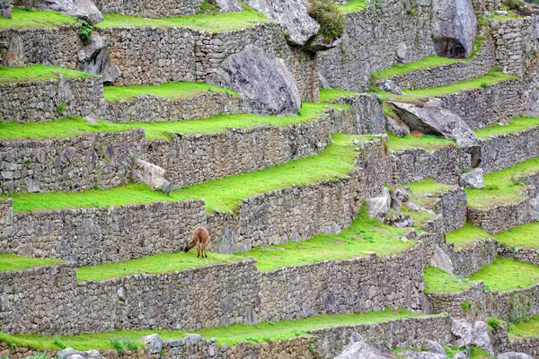 Terrazze di Machu Picchu — Foto Stock