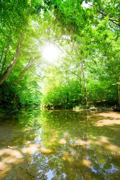 Солнечный свет в лесу — стоковое фото