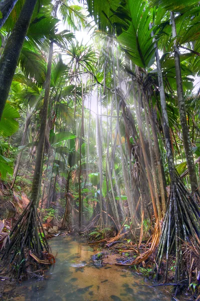 Džungle — Stock fotografie