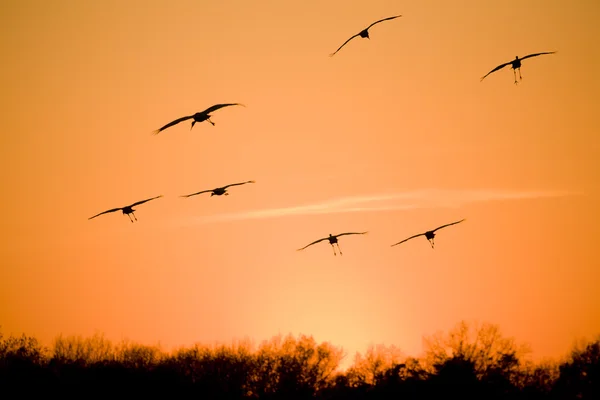 Bird Migration at Sunset — Stock Photo © zizar #17181587