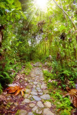 Footpath in the jungle clipart