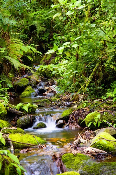 Creek na floresta tropical — Fotografia de Stock