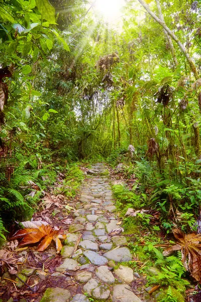 Footpath in the jungle — Stockfoto