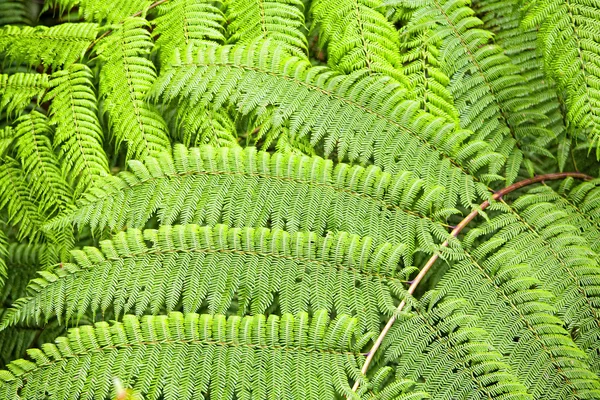 stock image Fern