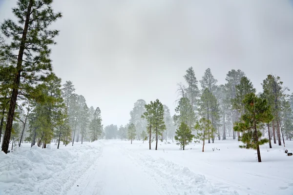 Cena nevada — Fotografia de Stock
