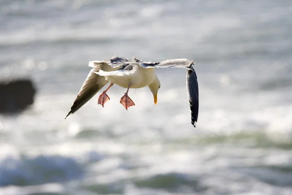 Landing seagull — Stock Photo, Image