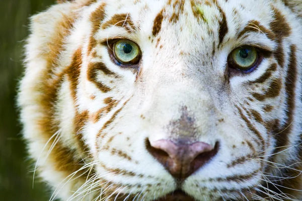 Eyes of the albino tiger — Stock Photo, Image