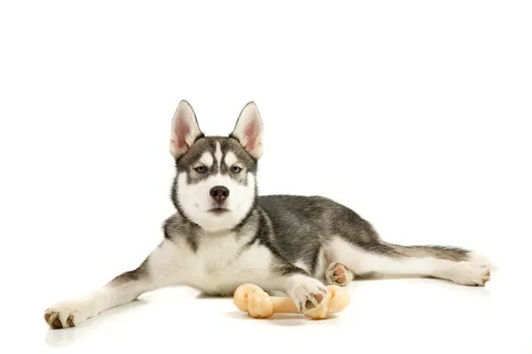 Kemik ile köpek yavrusu — Stok fotoğraf