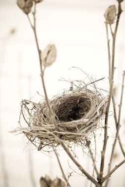 Empty nest clipart