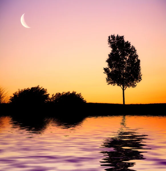 Sunset tree — Stockfoto