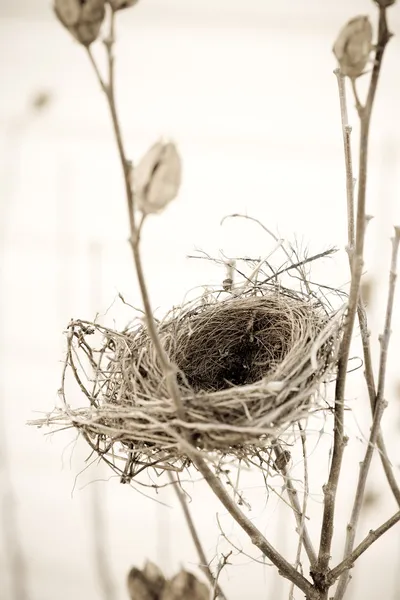 Empty nest — Stock Photo, Image