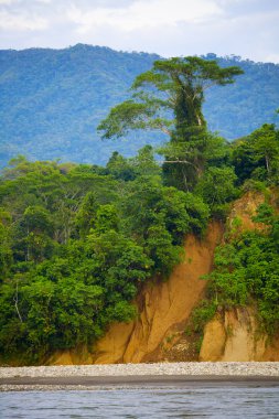 Tree on a cliff clipart