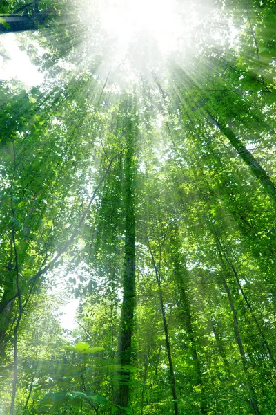 森林里的阳光 — 图库照片