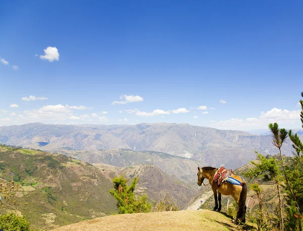 노새와 안데스 산맥 — 스톡 사진