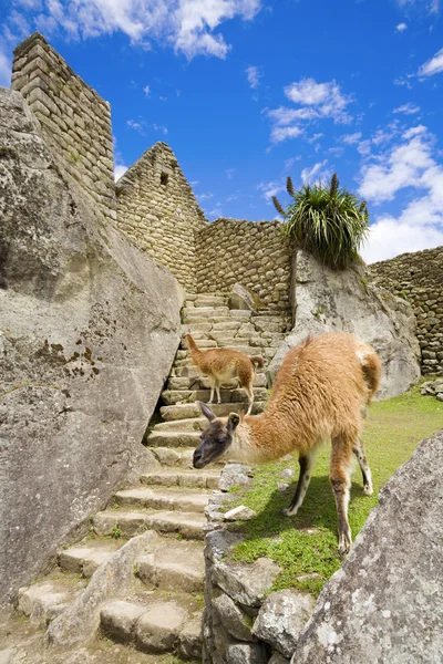 Llamas en Machu Picchu —  Fotos de Stock
