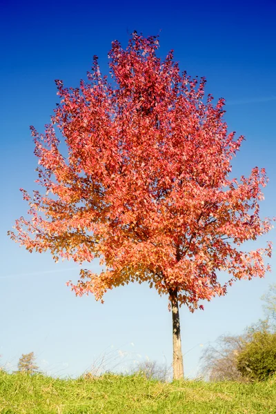 Δέντρο κόκκινο — Φωτογραφία Αρχείου