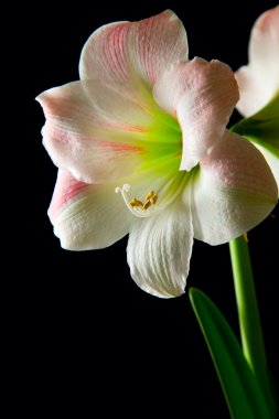 Amaryllis lily